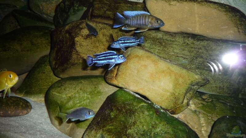 Besatz im Aquarium Malawibecken - aufgelöst von simako (34)
