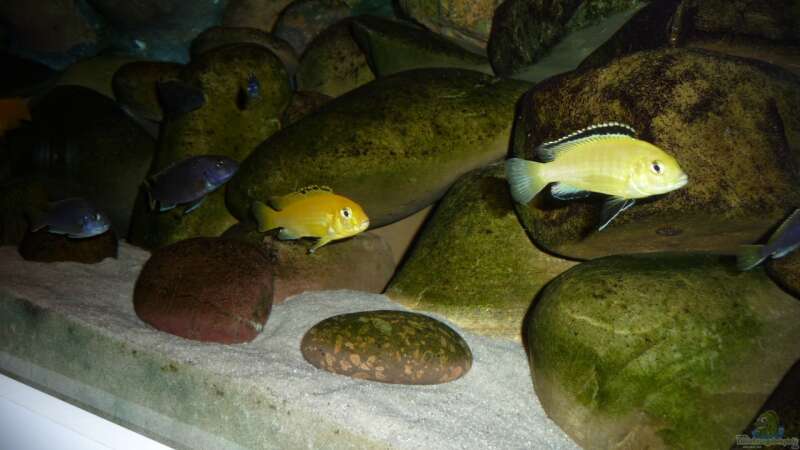 Besatz im Aquarium Malawibecken - aufgelöst von simako (35)