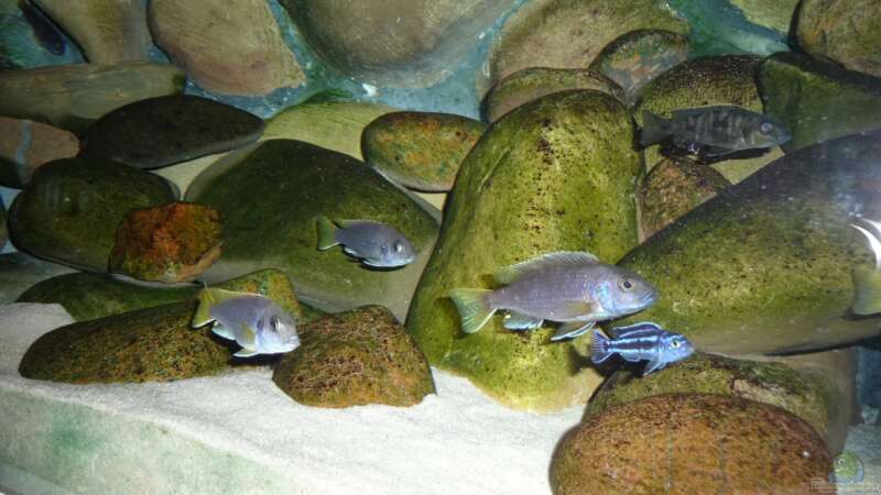 Besatz im Aquarium Malawibecken - aufgelöst von simako (36)