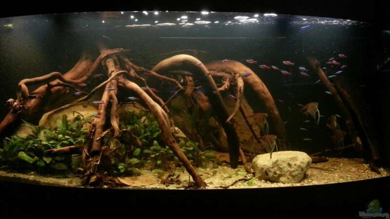 Aquarium Riverside of Rio Negro von Julien Preuß (2)
