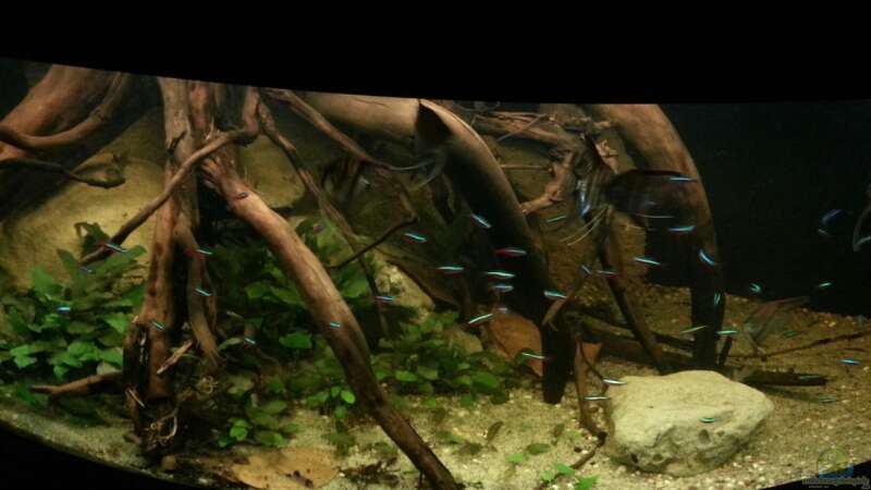 Besatz im Aquarium Riverside of Rio Negro von Julien Preuß (11)