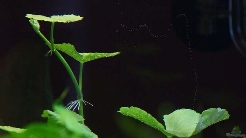 Hydrocotyle leucocephala / Brasilianischer Wassernabel - 12-04-2012 von Dirk F. (26)