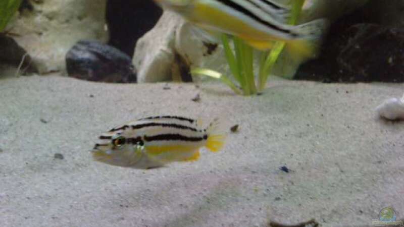 melanchromis auratus von Christian P. (8)