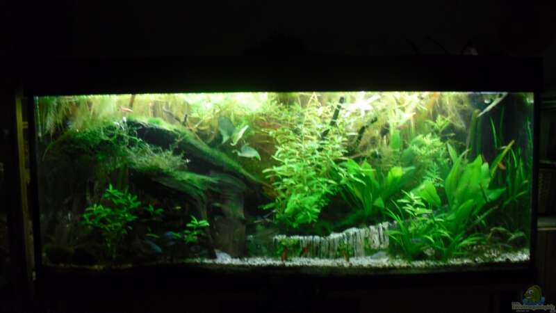 Aquarium Asien von Martin Osing (2)