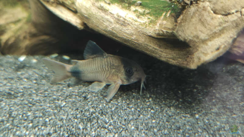 Besatz im Aquarium Südamerika von stephan-k (15)