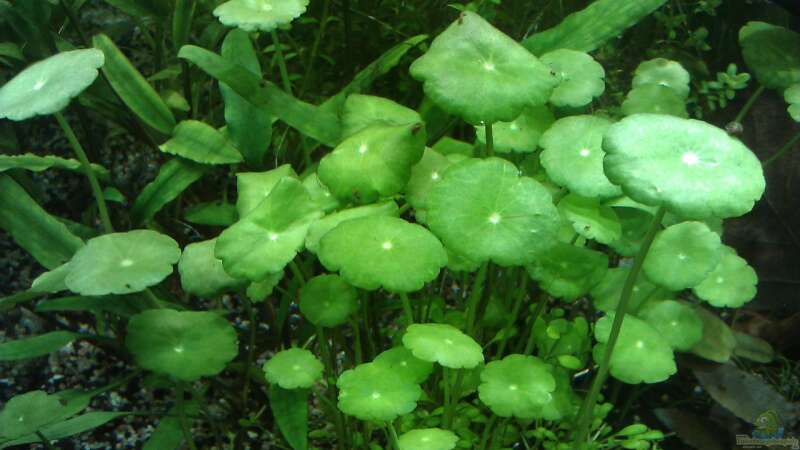 Aquarien mit Hydrocotyle verticillata (Amerikanischer Wassernabel)  - Hydrocotyle-verticillataaquarium