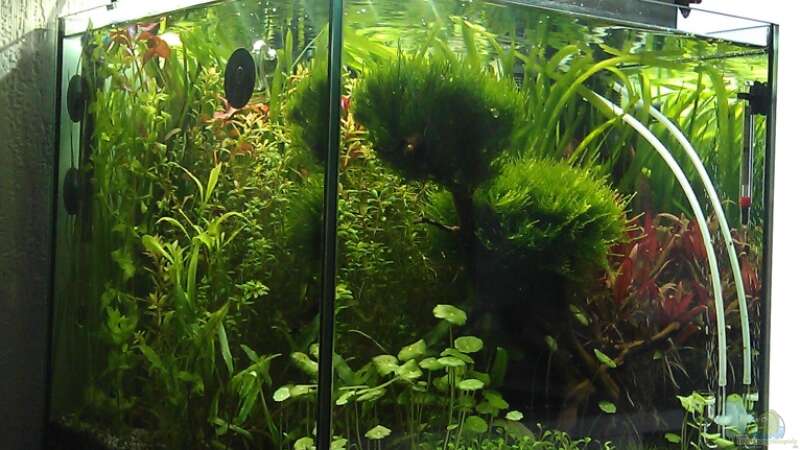 Pflanzen im Aquarium The Kitchen Tank von El Hein (15)