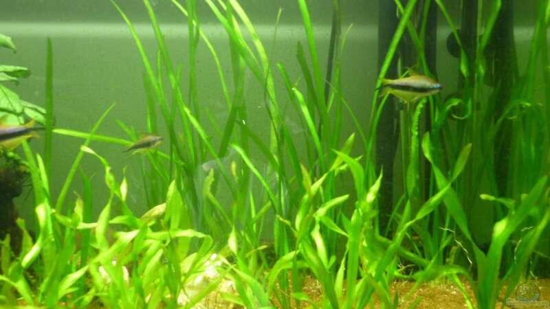 Pflanzen im Aquarium Der besondere Tanganjikasee von Tanga (4)