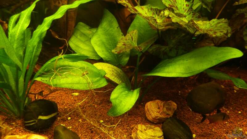 Pflanzen im Aquarium Amazonas 460L von Life (23)