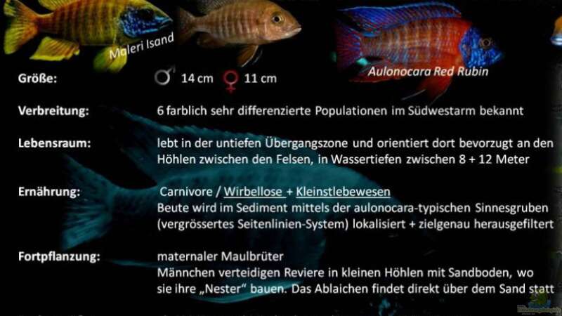 Besatz im Aquarium Nur noch als Beispiel von Steffen G (59)