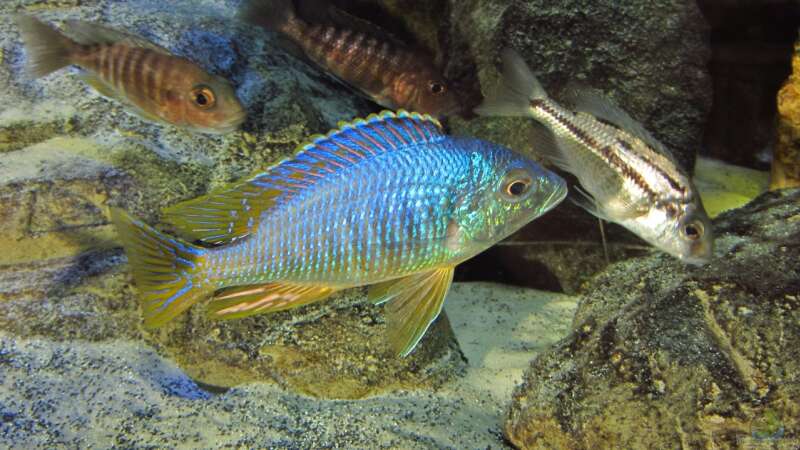 Placidochromis sp. jalo 01.07.2014 von Steffen G (40)