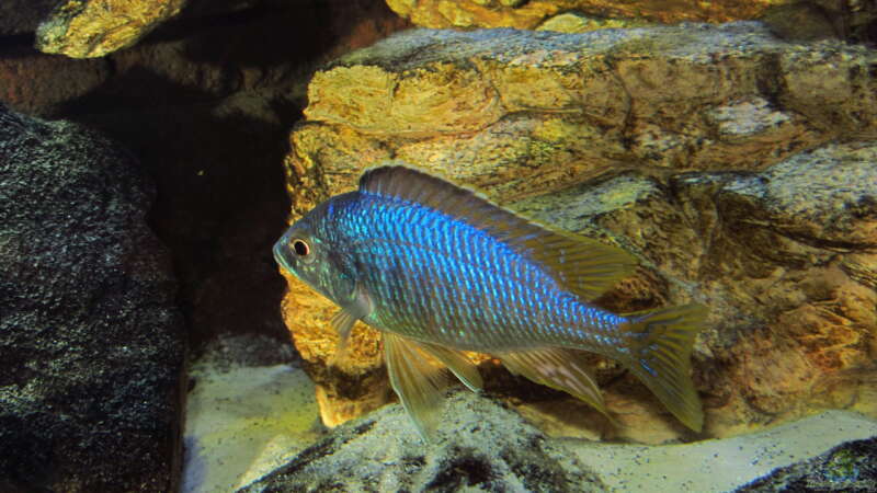 Einrichtungsbeispiele für Placidochromis jalo reef