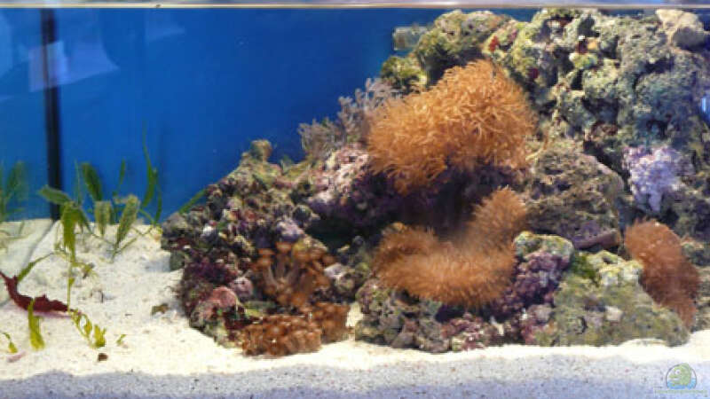 Aquarium Seewasser von Cichlid Power (2)