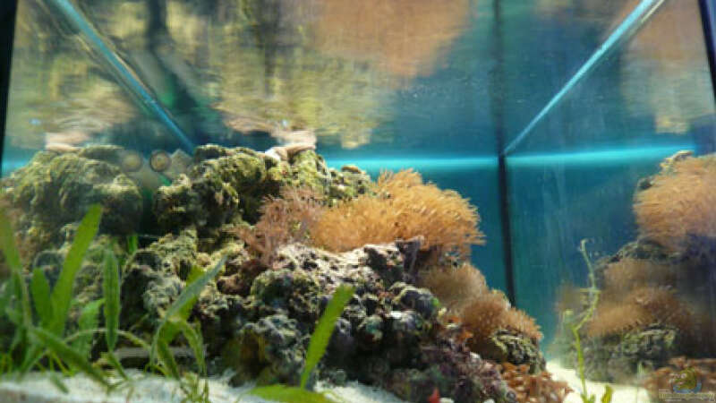 Aquarium Seewasser von Cichlid Power (3)