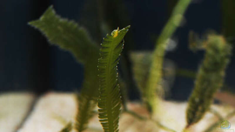 Pflanzen im Aquarium Seewasser von Cichlid Power (8)