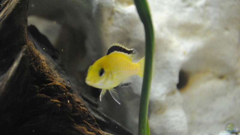 Labidochromis yellow männchen von Marco Rath (10)
