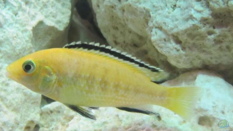 Labidochromis yellow - Männchen von Andreas Novak (26)