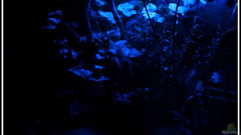 Becken bei Nachtlicht, keine Angst - nur die lange Belichtungszeit sorgt für diese von mooni (2)
