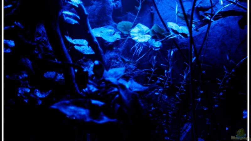 Becken bei Nachtlicht, keine Angst - nur die lange Belichtungszeit sorgt für diese von mooni (3)