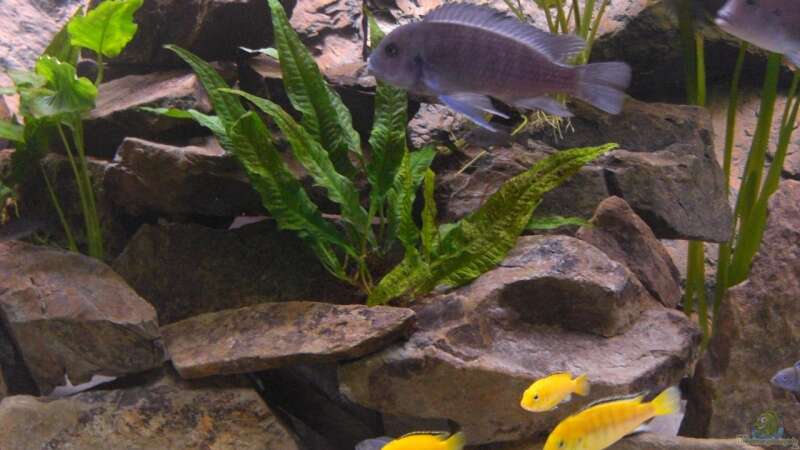 Besatz im Aquarium 900l Mbuna-Becken von Bandito76 (17)