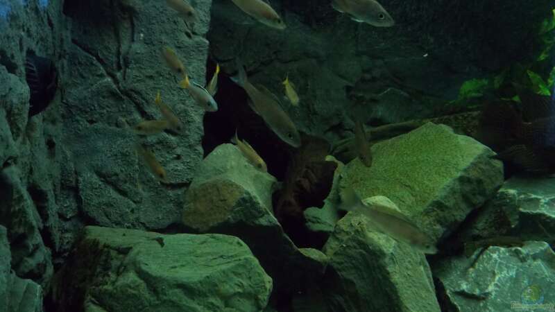 Cyprichromis leptosoma Mpulungu von Pierre (14)