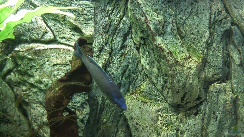 Cyprichromis microlepidotus noch im alten Becken. von Pierre (29)