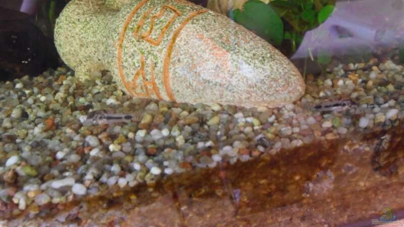Corydoras osteocarus im Aquarium halten (Einrichtungsbeispiele mit Corydoras sp. "C 60")  - Corydoras-osteocarusaquarium