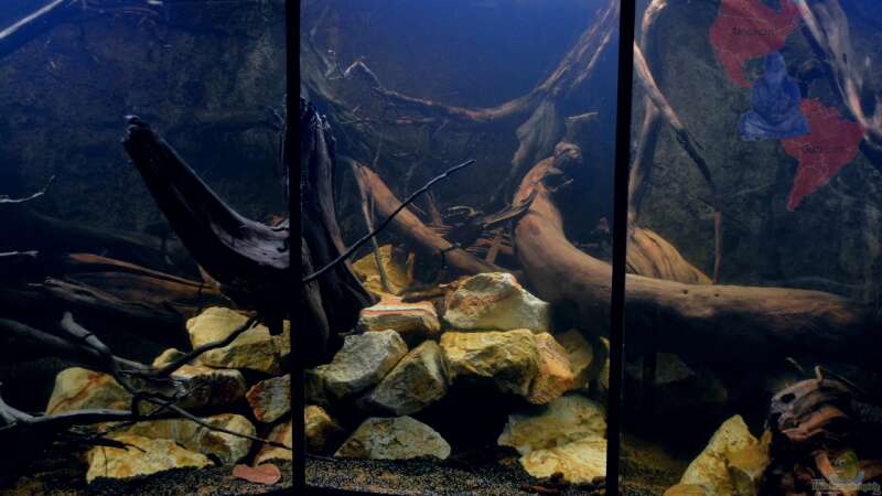 Die Mitte: Die Fotos wirken leider viel heller als es im Aquarium wirklich ist. von GGuardiaNN (4)