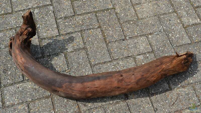 eBay-Wurzel 2: Wurzeldurchmesser ca. 12cm, auch Sie war schon im alten Becken. von GGuardiaNN (37)