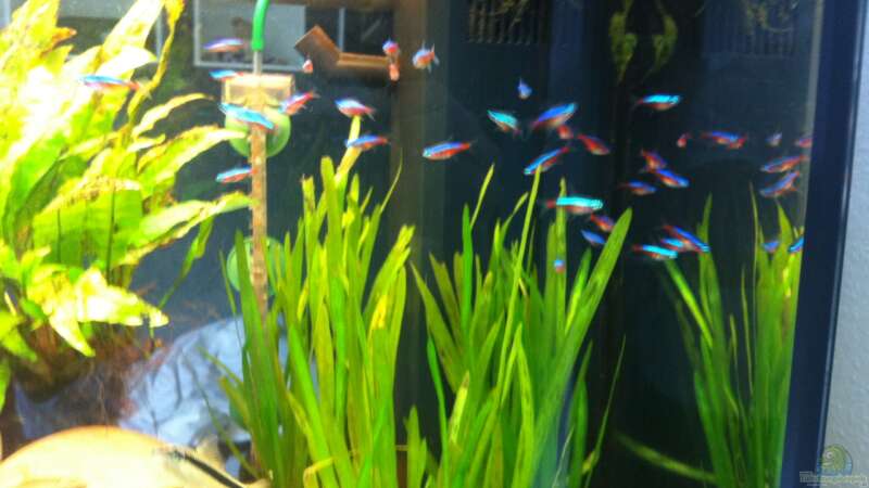 Der neue Neonschwarm von 40 Fischen von linlan (29)