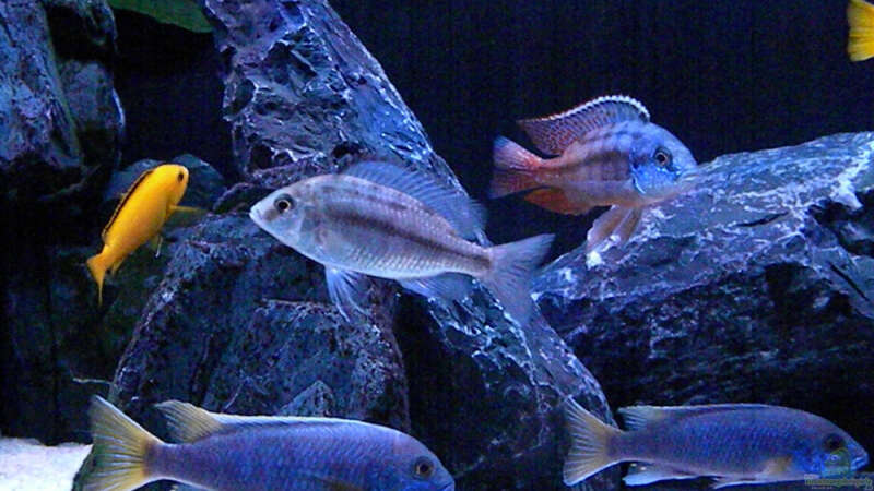 Besatz im Aquarium My Malawi-Dream von flightsim (105)