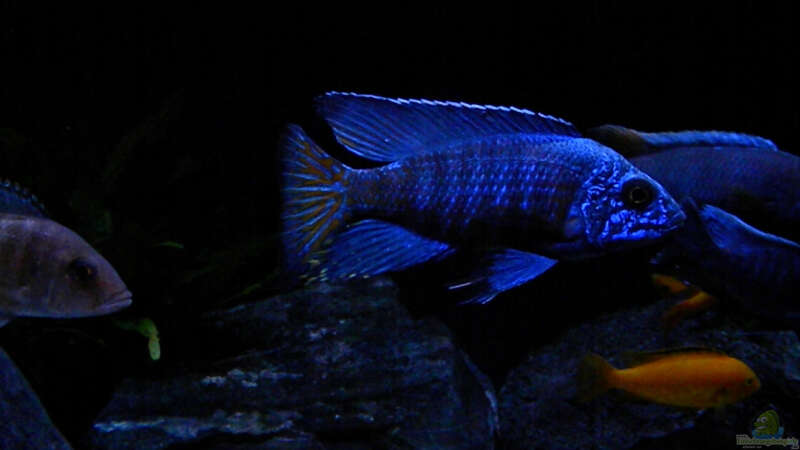Besatz im Aquarium My Malawi-Dream von flightsim (144)