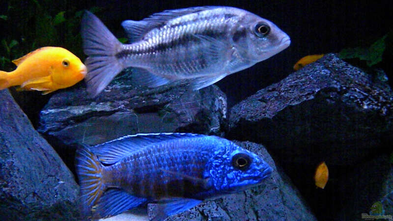 Besatz im Aquarium My Malawi-Dream von flightsim (156)