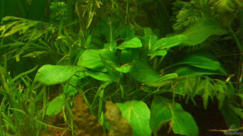 Pflanzen im Aquarium Underwater Rainbows (Nurnoch Beispiel) von Rainbowfan (12)