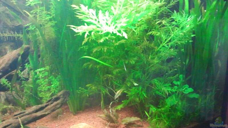 Pflanzen im Aquarium Underwater Rainbows (Nurnoch Beispiel) von Rainbowfan (17)