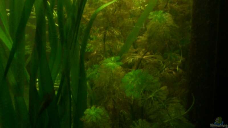 Pflanzen im Aquarium Underwater Rainbows (Nurnoch Beispiel) von Rainbowfan (9)