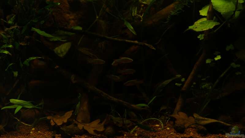 Besatz im Aquarium kleines schwarzes von die Perle... (29)