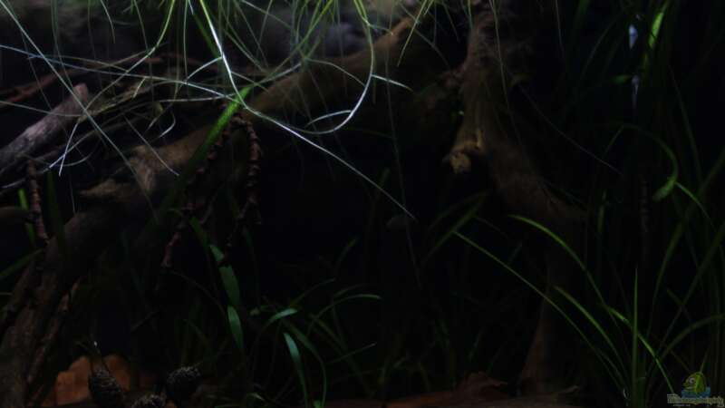 Pflanzen im Aquarium kleines schwarzes von die Perle... (11)