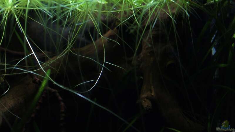 Pflanzen im Aquarium kleines schwarzes von die Perle... (12)