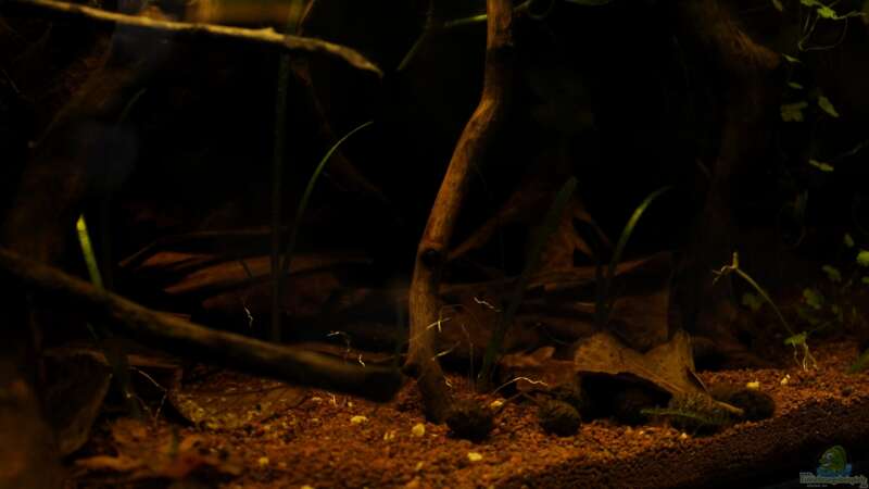 Pflanzen im Aquarium kleines schwarzes von die Perle... (15)
