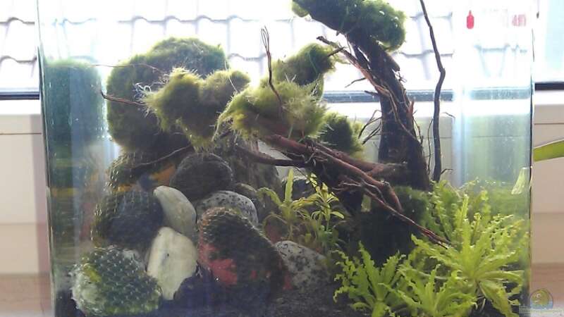 Aquarium Der einsame Baum - Das Fensterbank-Experiment von TinaMarie (6)