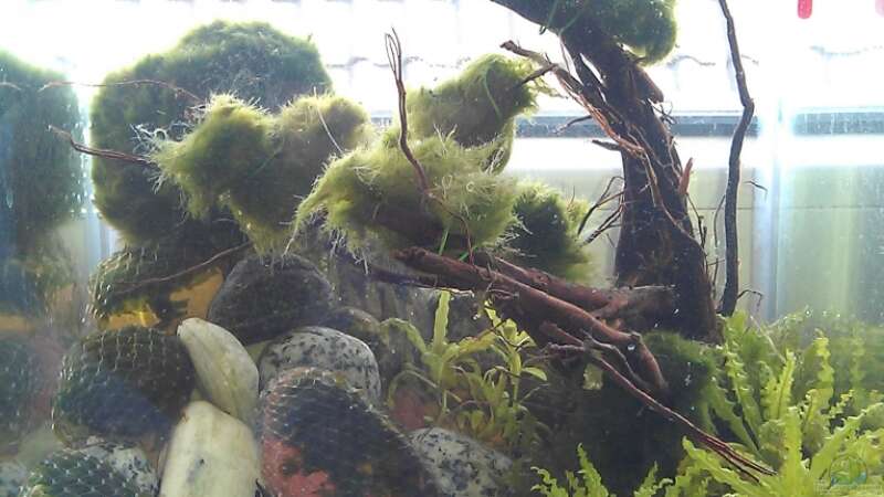 Aquarium Der einsame Baum - Das Fensterbank-Experiment von TinaMarie (7)