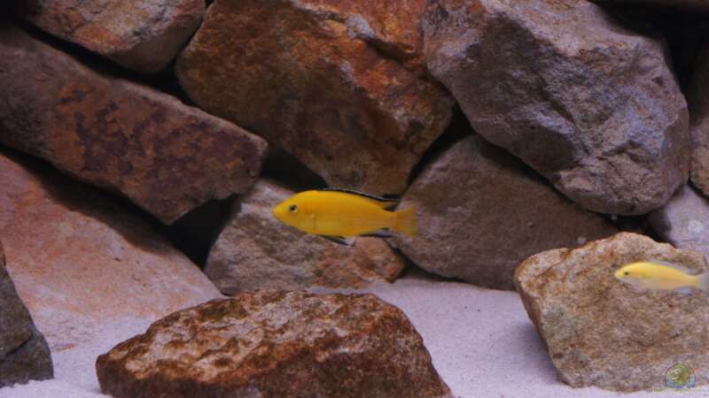 Labidochromis Yellow  von Richy (43)
