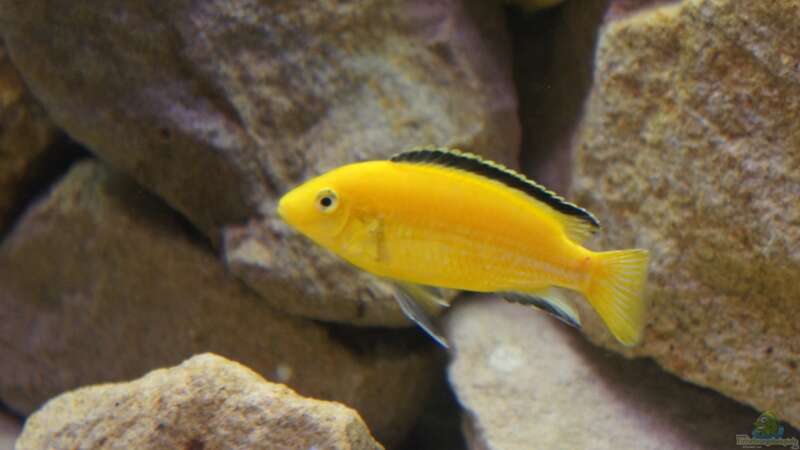 Labidochromis Yellow Männchen von Richy (33)