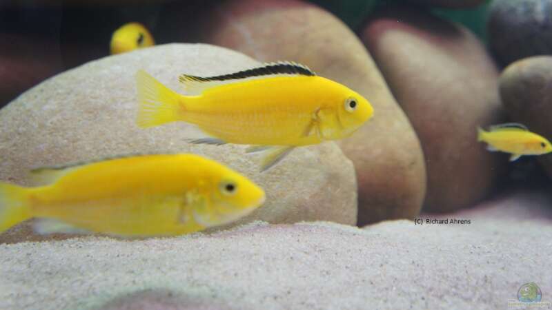 Labidochromis Yellow von Richy (23)