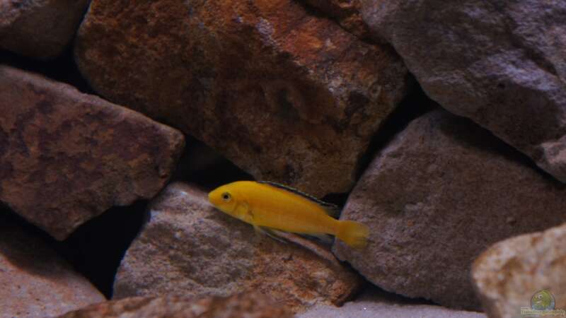 Labidochromis Yellow von Richy (47)
