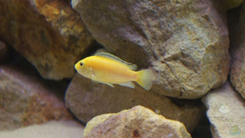Labidochromis Yellow Weibchen von Richy (34)