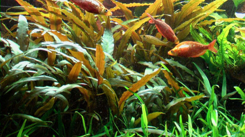 Pflanzen im Aquarium Becken 2316 von Tilo Schmiedl (14)