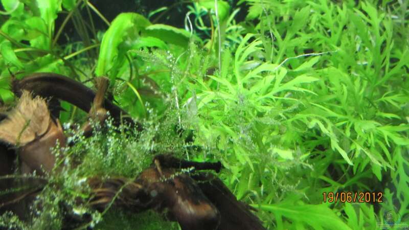 Pflanzen im Aquarium mein kleines Reich von Wasserfloh*1 (3)