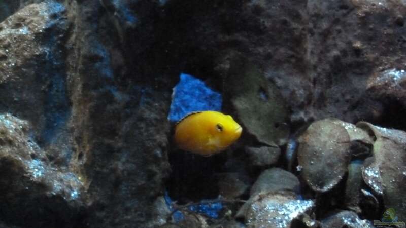 Labidochromis caeruleus Yellow Weibchen von Couro (36)